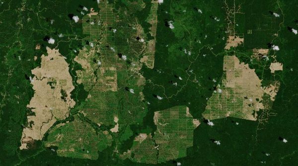 Deforestasi dan Degradasi Hutan Menggunakan GEE